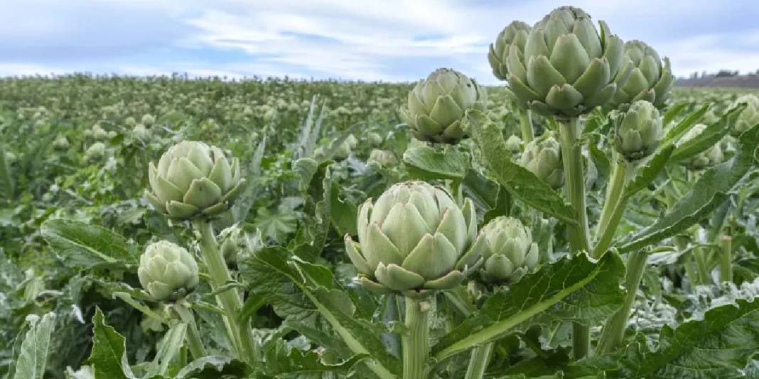 Geçen yıl denendi başarıya ulaşıldı: Bu yıl hasat hedefi 250.000 adet 5